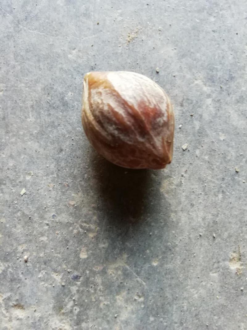 黑橄榄核工艺榄核圆靓货一手货源欢迎到实地看货