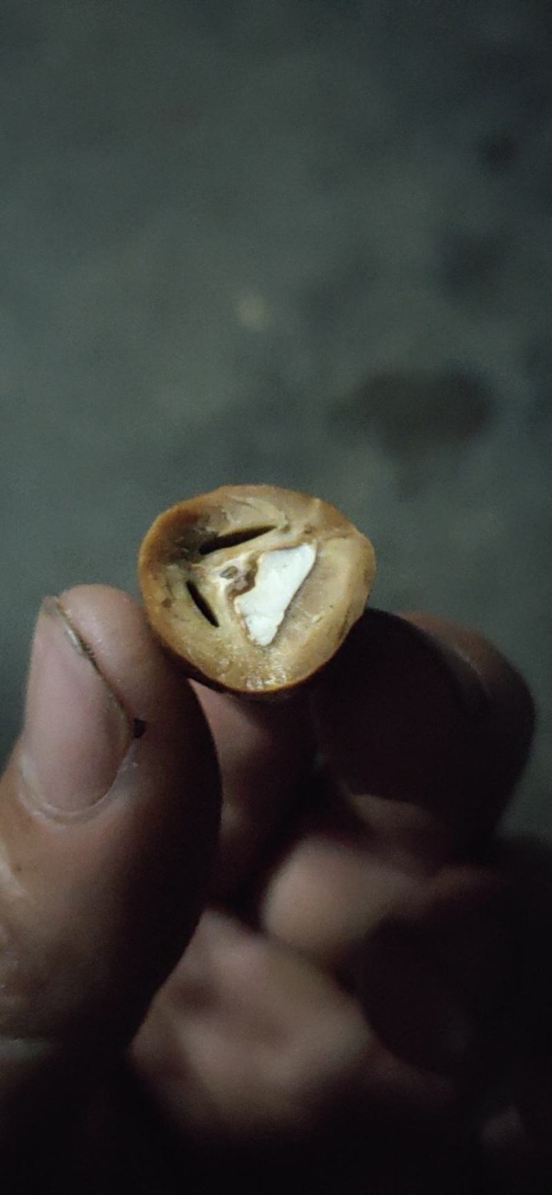 黑橄榄核工艺榄核圆靓货一手货源欢迎到实地看货