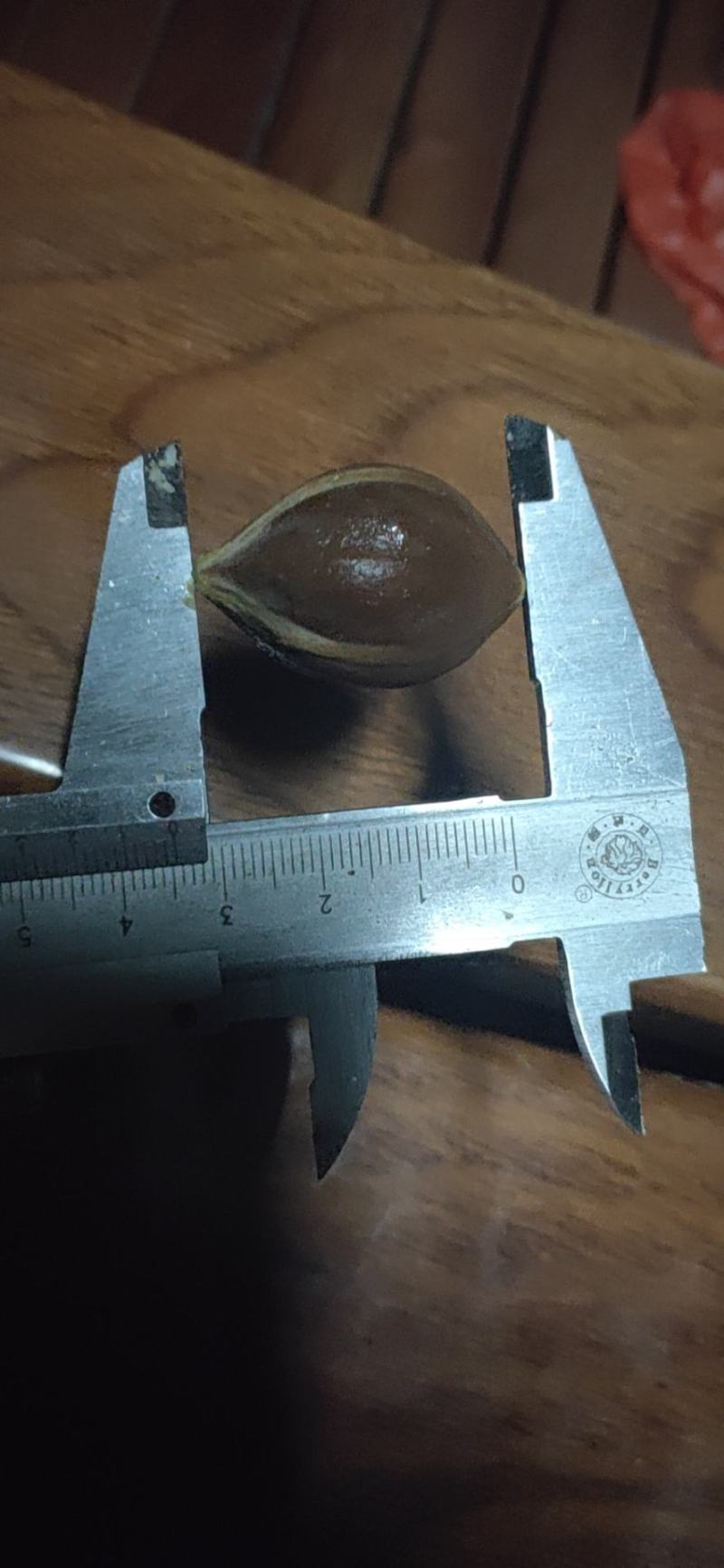 黑橄榄核工艺榄核圆靓货一手货源欢迎到实地看货