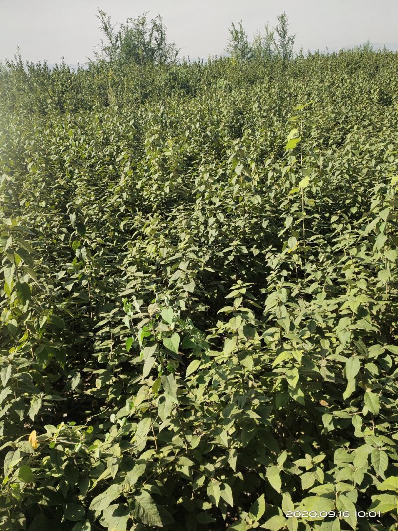 山西稀有树种翅果油一年苗2年苗3年苗量大价优包邮