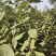 山西稀有树种翅果油一年苗2年苗3年苗量大价优包邮