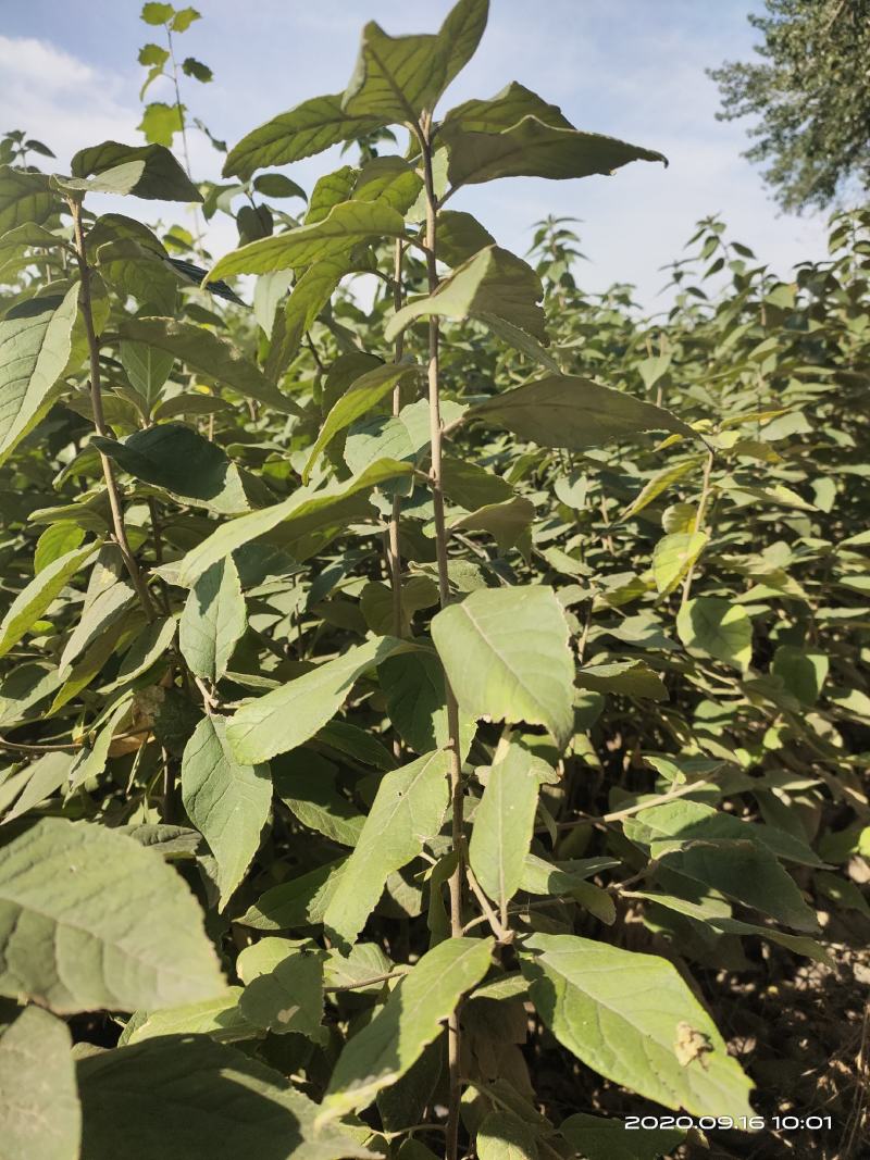 山西稀有树种翅果油一年苗2年苗3年苗量大价优包邮