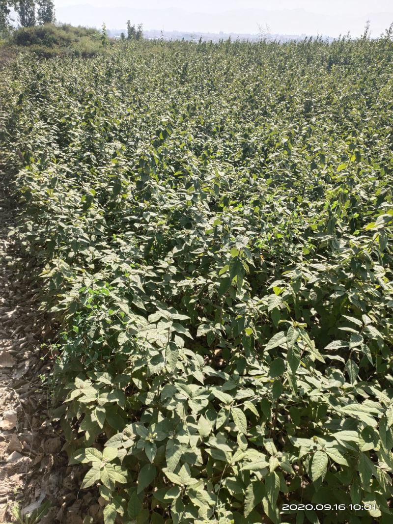 山西稀有树种翅果油一年苗2年苗3年苗量大价优包邮