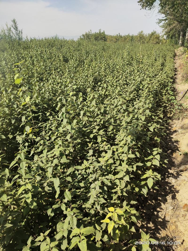 山西稀有树种翅果油一年苗2年苗3年苗量大价优包邮