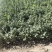 山西稀有树种翅果油一年苗2年苗3年苗量大价优包邮
