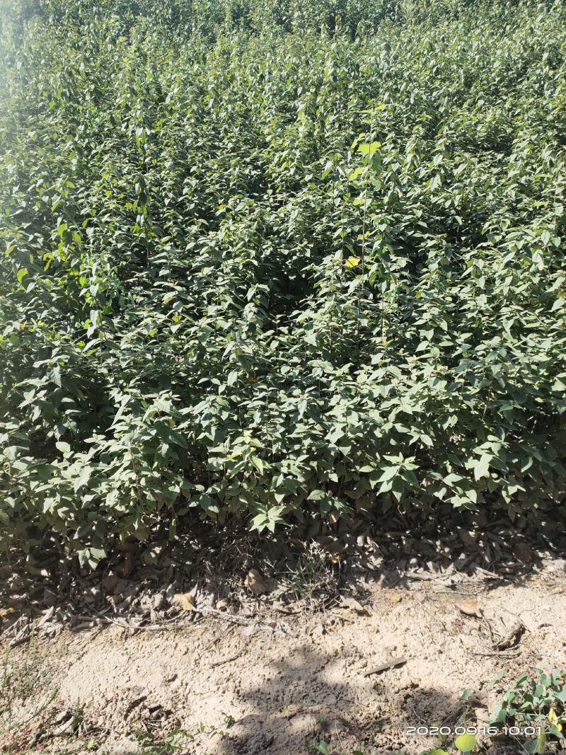 山西稀有树种翅果油一年苗2年苗3年苗量大价优包邮