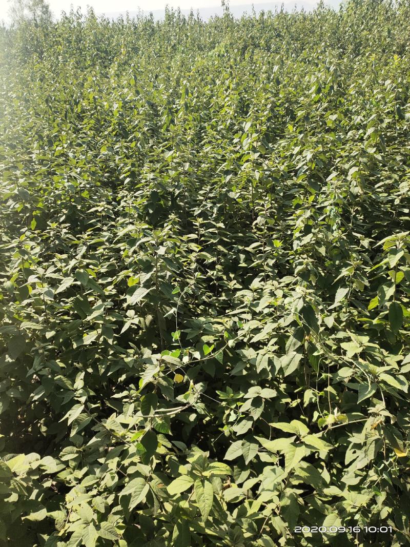 山西稀有树种翅果油一年苗2年苗3年苗量大价优包邮