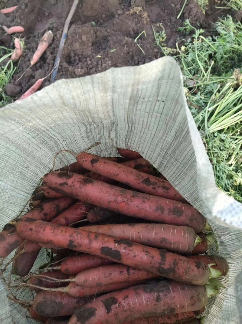 红萝卜，秤杆红萝卜各和规格红萝卜，万亩基地直发，全国可发
