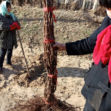 葡萄苗清地处理中，一棵也是批发价格，需要的抓紧联系