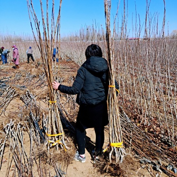 大果山楂苗清地处理中，一棵也是批发价格，需要的抓紧联系