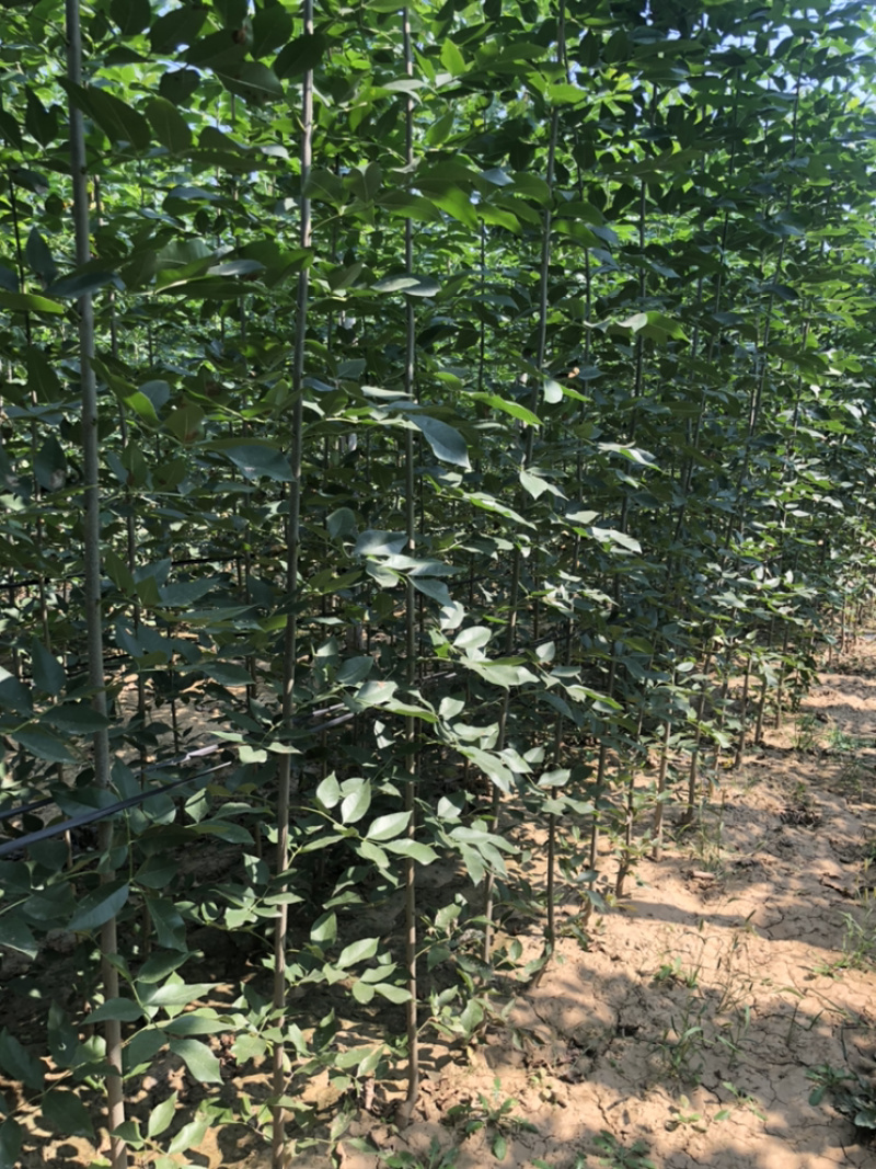 白蜡苗，速生白蜡苗1到3公分30万棵，4到6公分6万