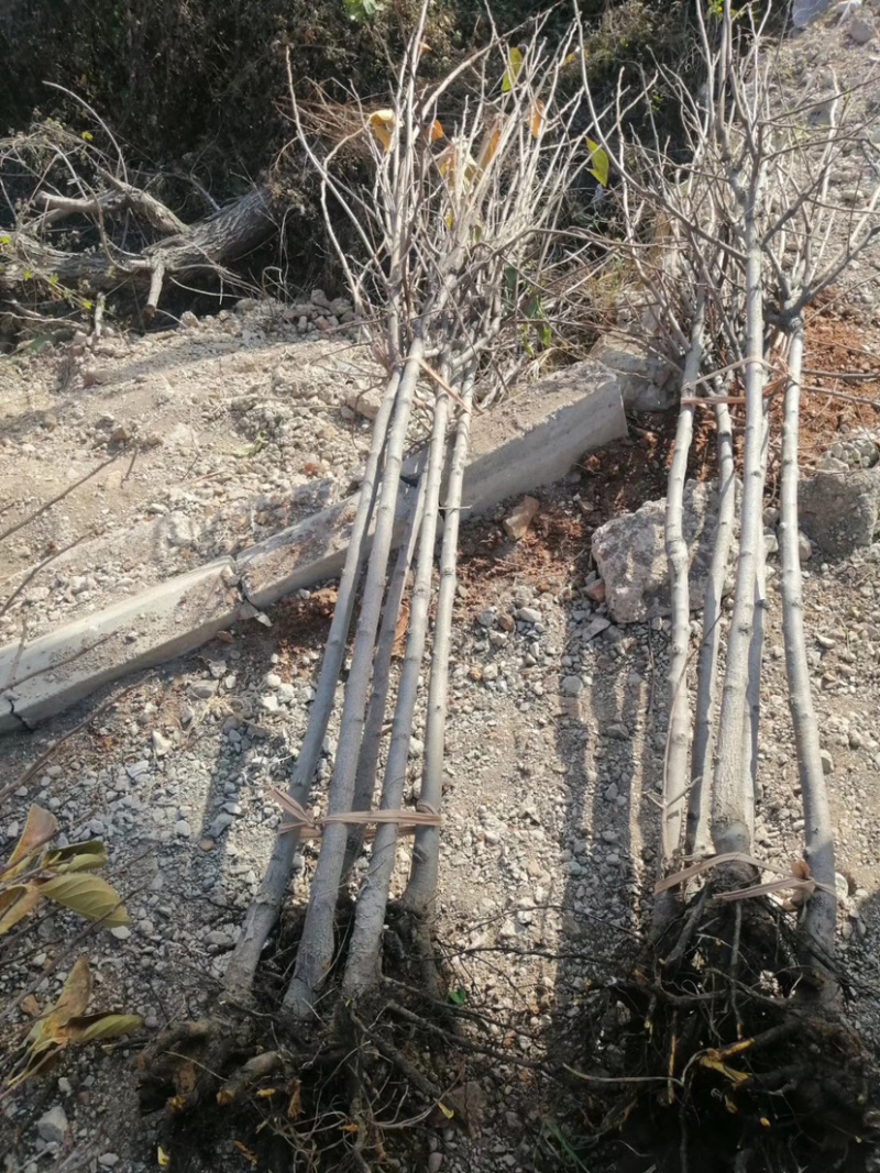 甜脆无核柿子树嫁接苗庭院盆栽南北方种植易活