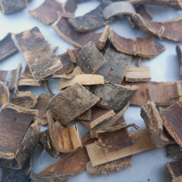 秦皮陕西秦岭高含量干品