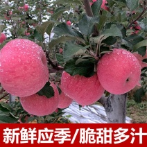 新鲜苹果，现摘现发！保鲜发货，包邮到家！
