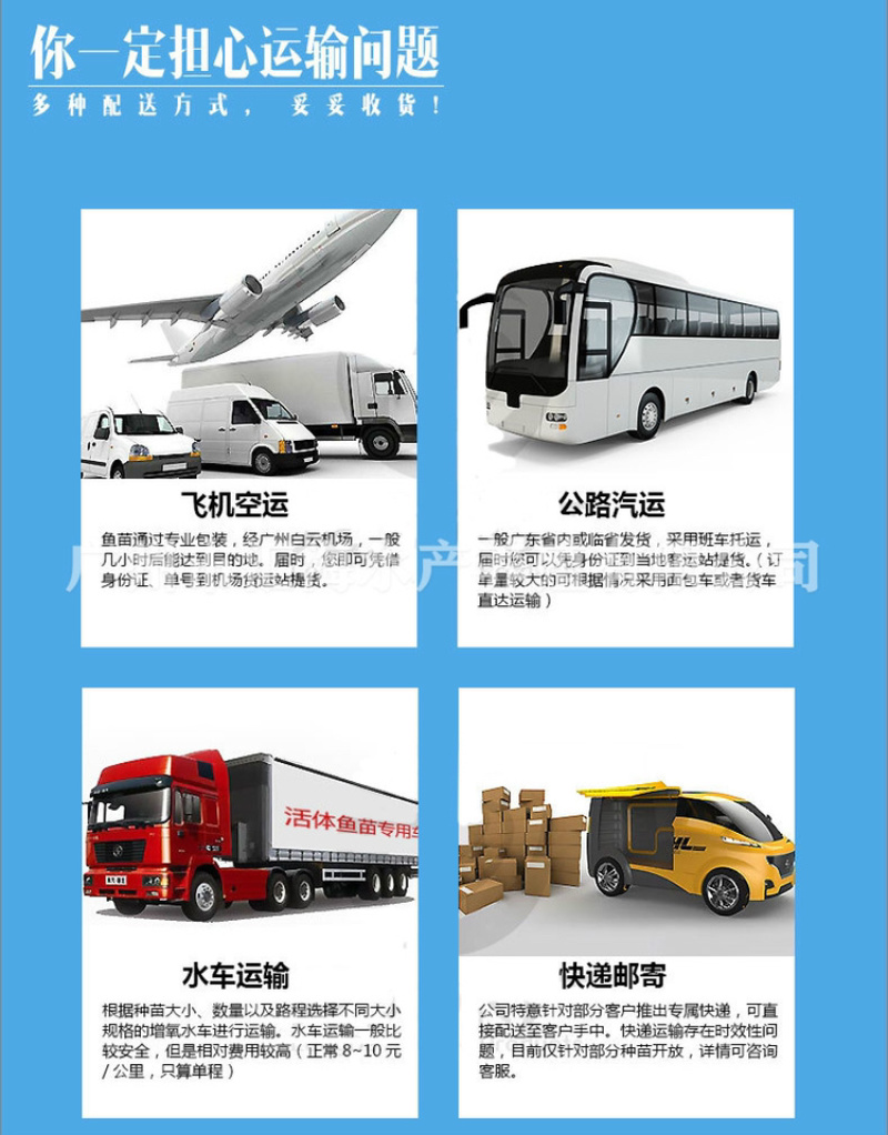 禾花鲤鱼苗稻田养殖荷花鲤鱼苗乌鲤鱼苗