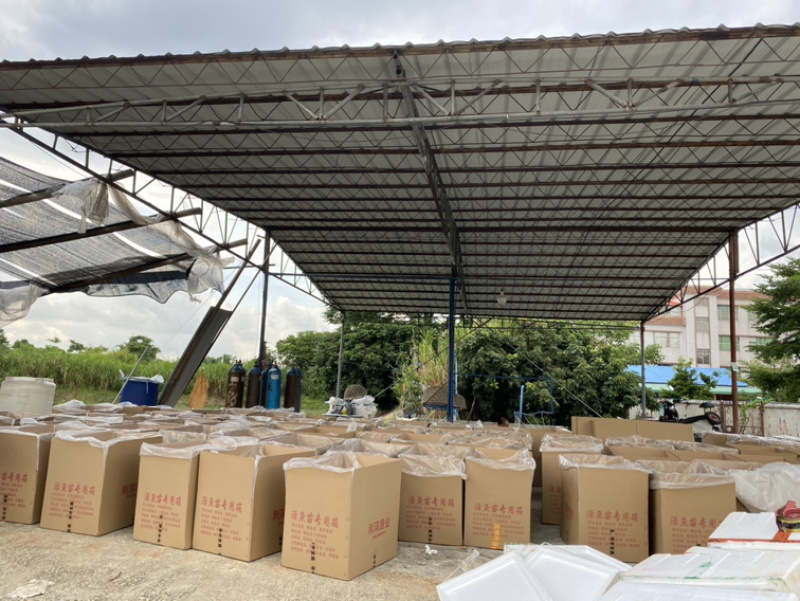 禾花鲤鱼苗稻田养殖荷花鲤鱼苗乌鲤鱼苗