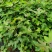 枫香苗，营养杯苗和地苗，欢迎新老客户联系，下单
