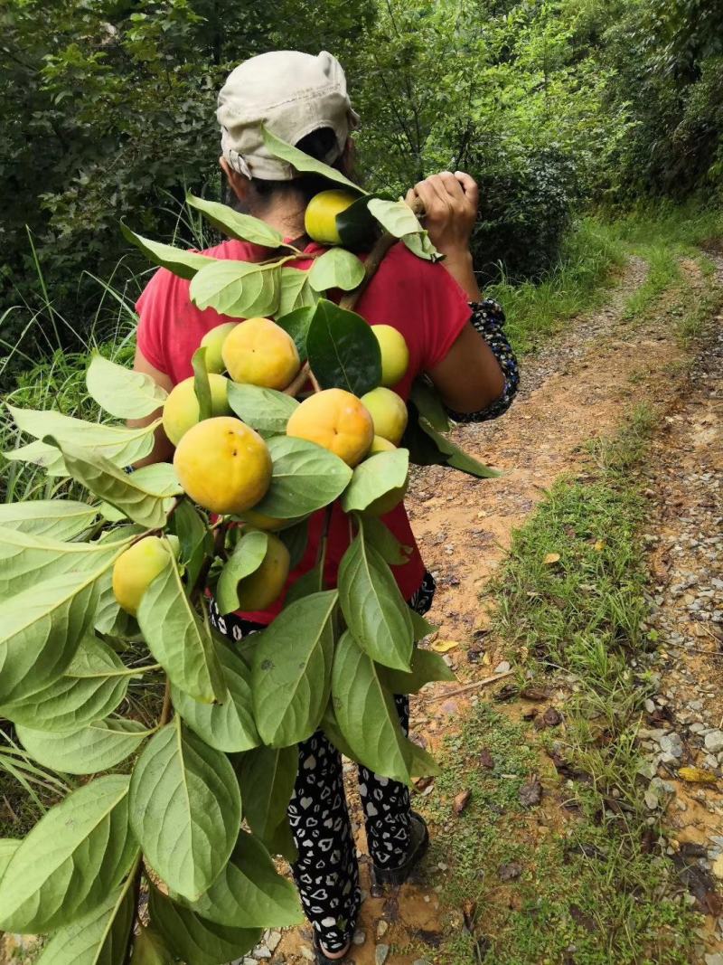 太秋甜柿，味道超甜，酥脆有香味，高山种植，品质上乘，
