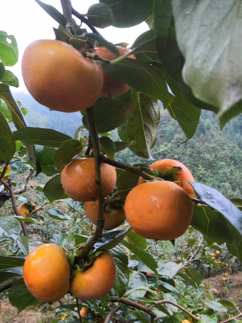 太秋甜柿，味道超甜，酥脆有香味，高山种植，品质上乘，
