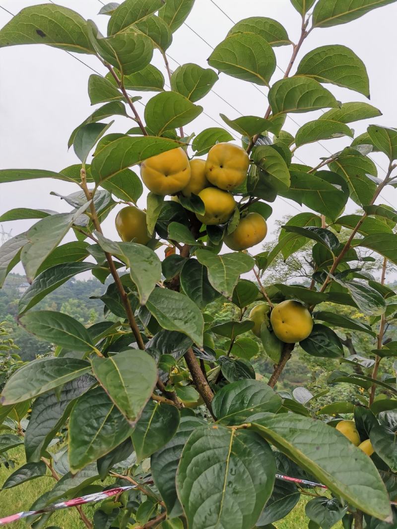 太秋甜柿，味道超甜，酥脆有香味，高山种植，品质上乘，