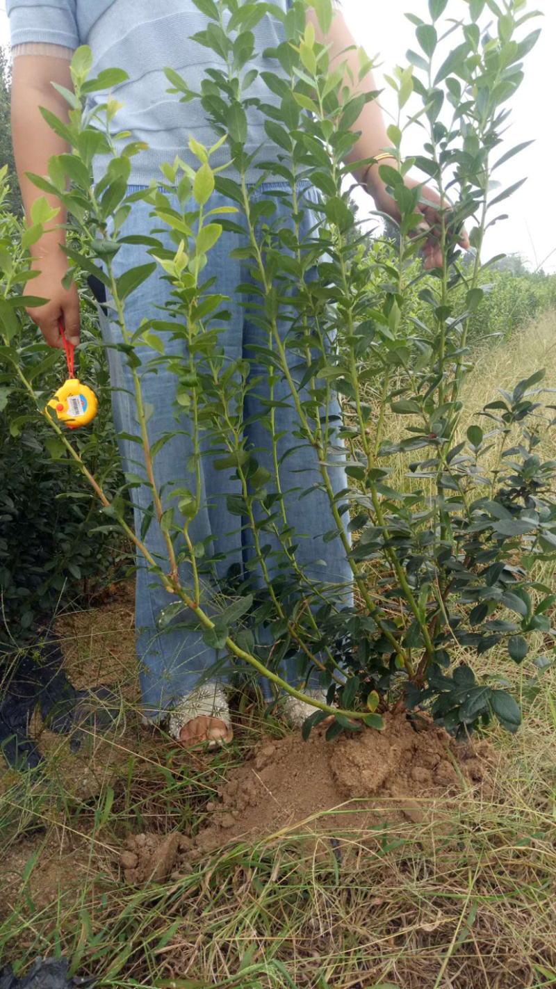 优质蓝莓苗品种多基地直销现挖现发包成活