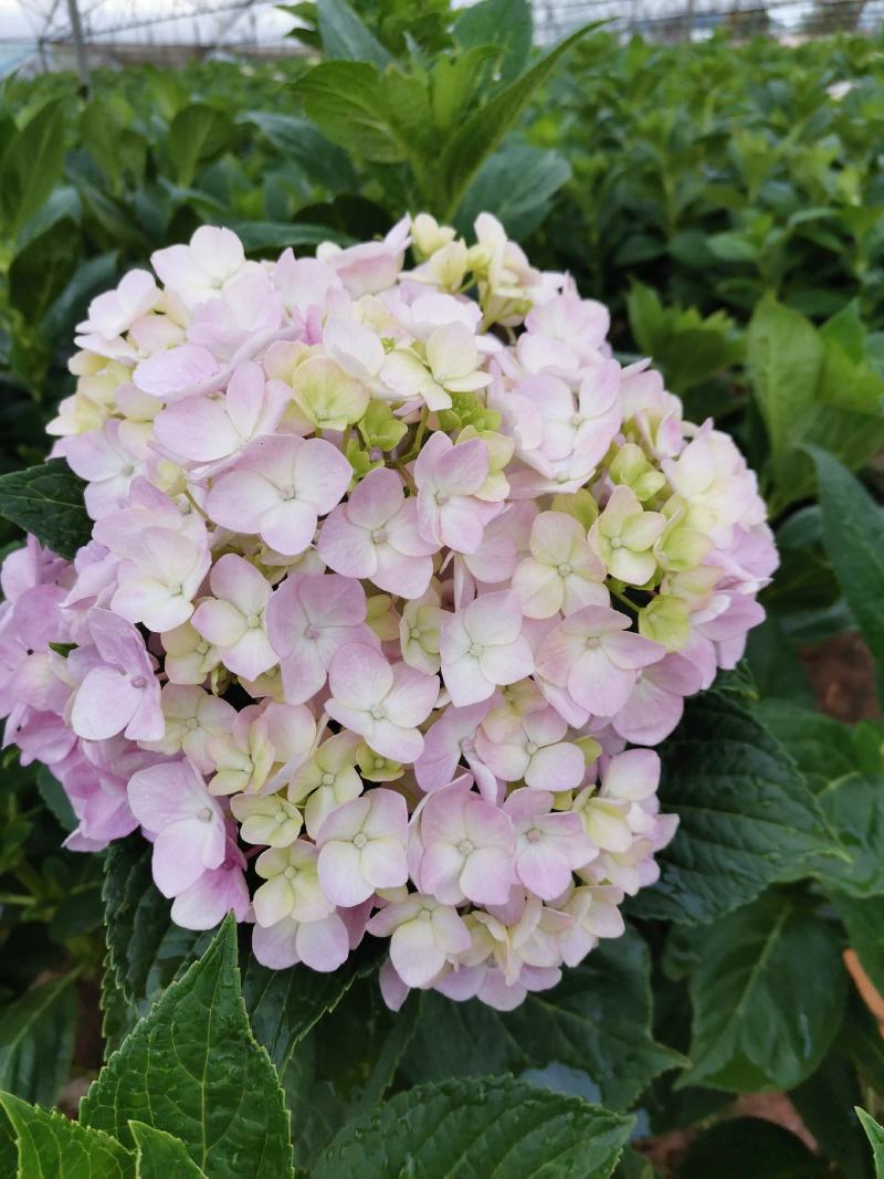 绣球花苗，品种齐全，苗子质量非常好，欢迎参观，欢迎选购