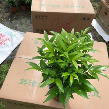 【精品】竹柏平安竹室内盆栽质量保证一件起批