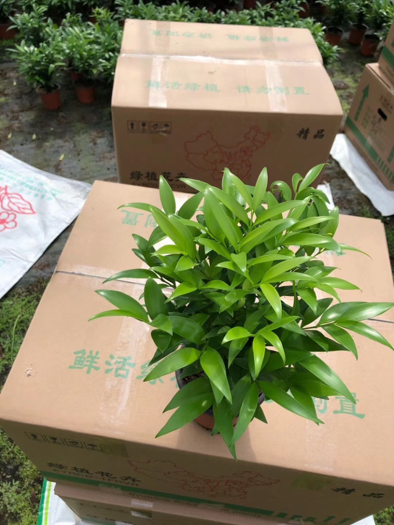 【精品】竹柏平安竹室内盆栽质量保证一件起批
