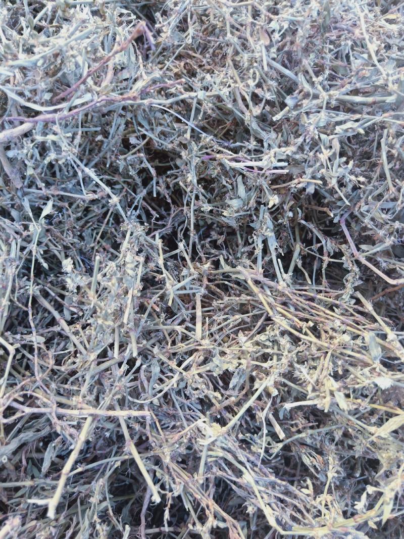 萹蓄全干货高含量野生