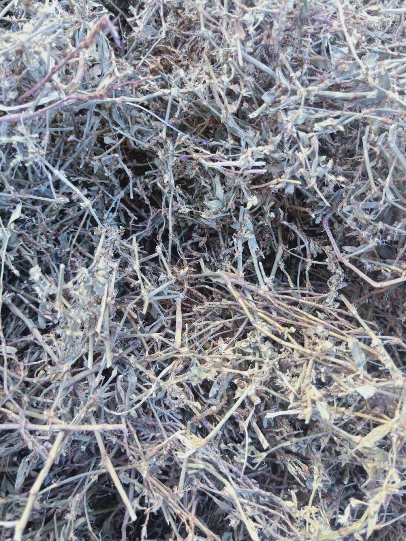萹蓄全干货高含量野生