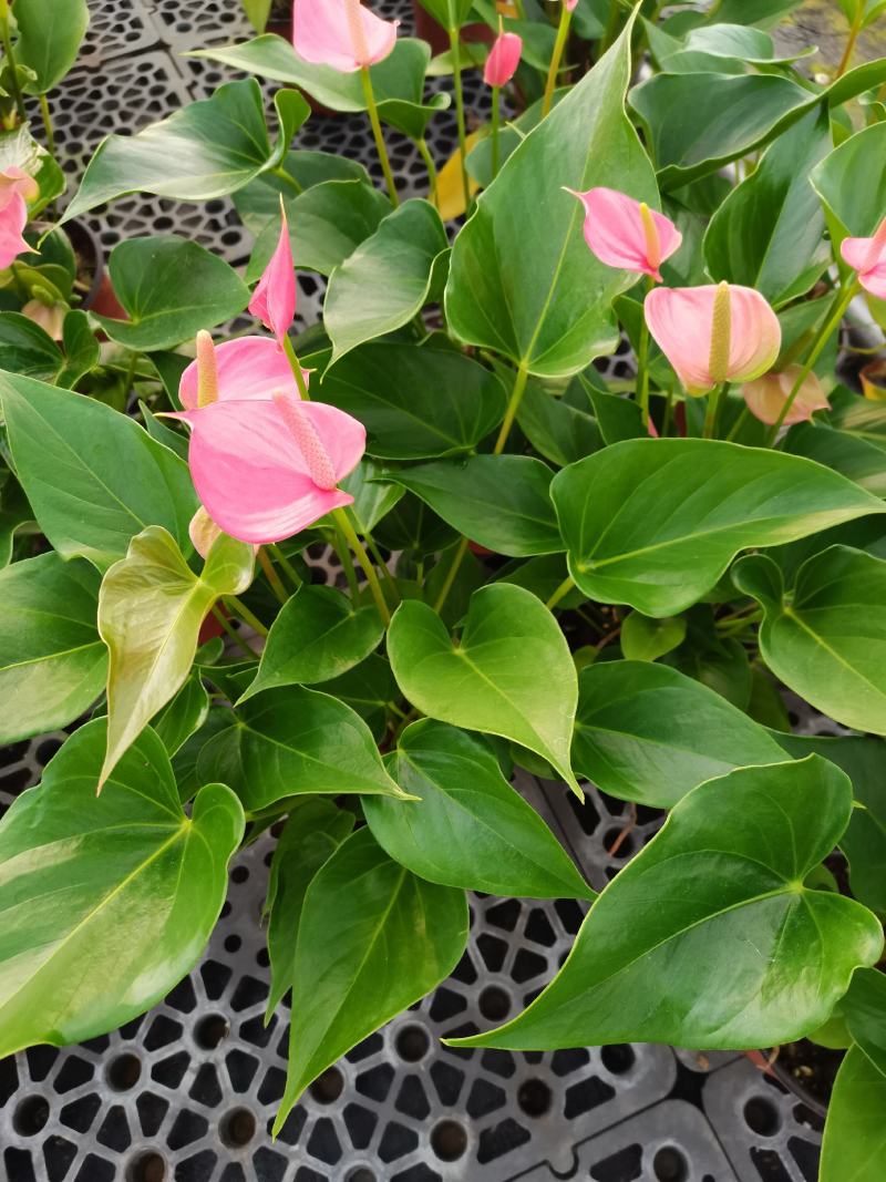 粉掌盆栽植物室内花卉好养水培一帆风顺大盆水养四季常青