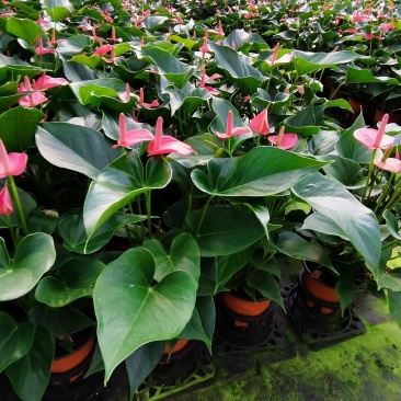 粉掌盆栽植物室内花卉好养水培一帆风顺大盆水养四季常青