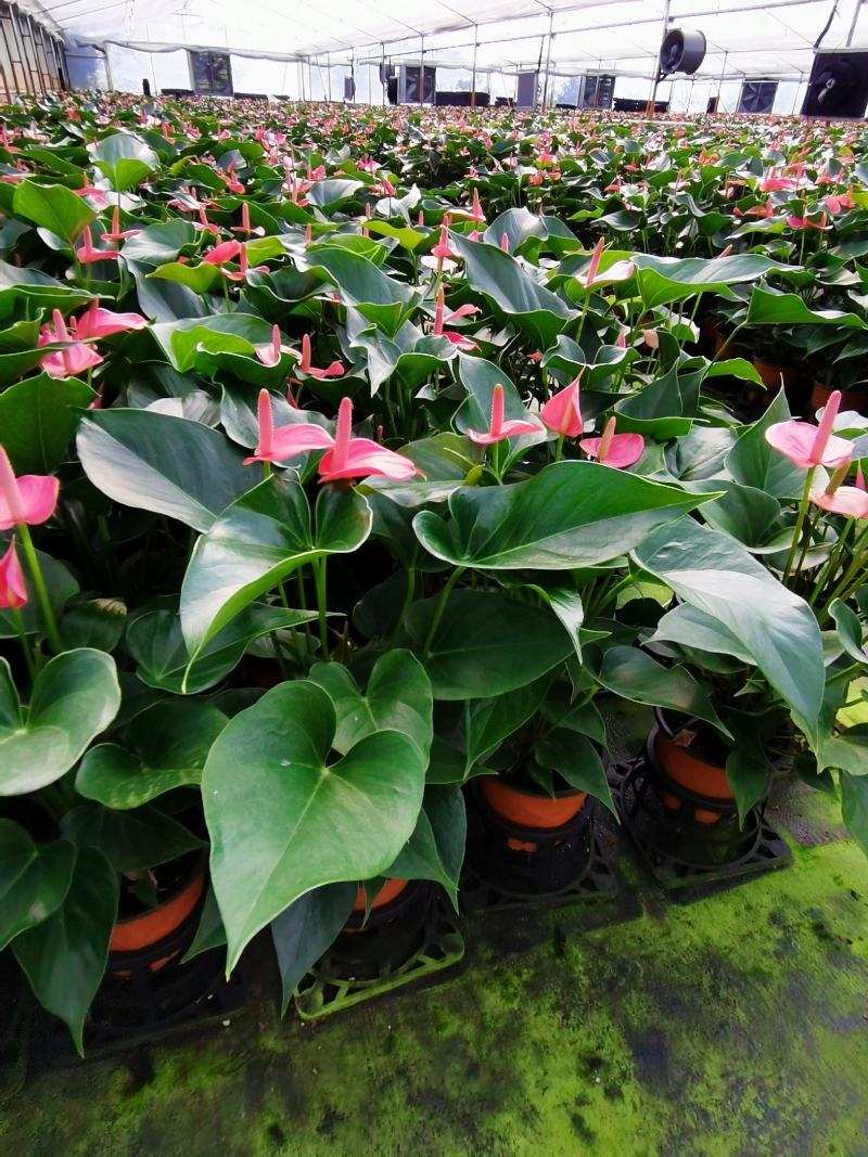 粉掌盆栽植物室内花卉好养水培一帆风顺大盆水养四季常青