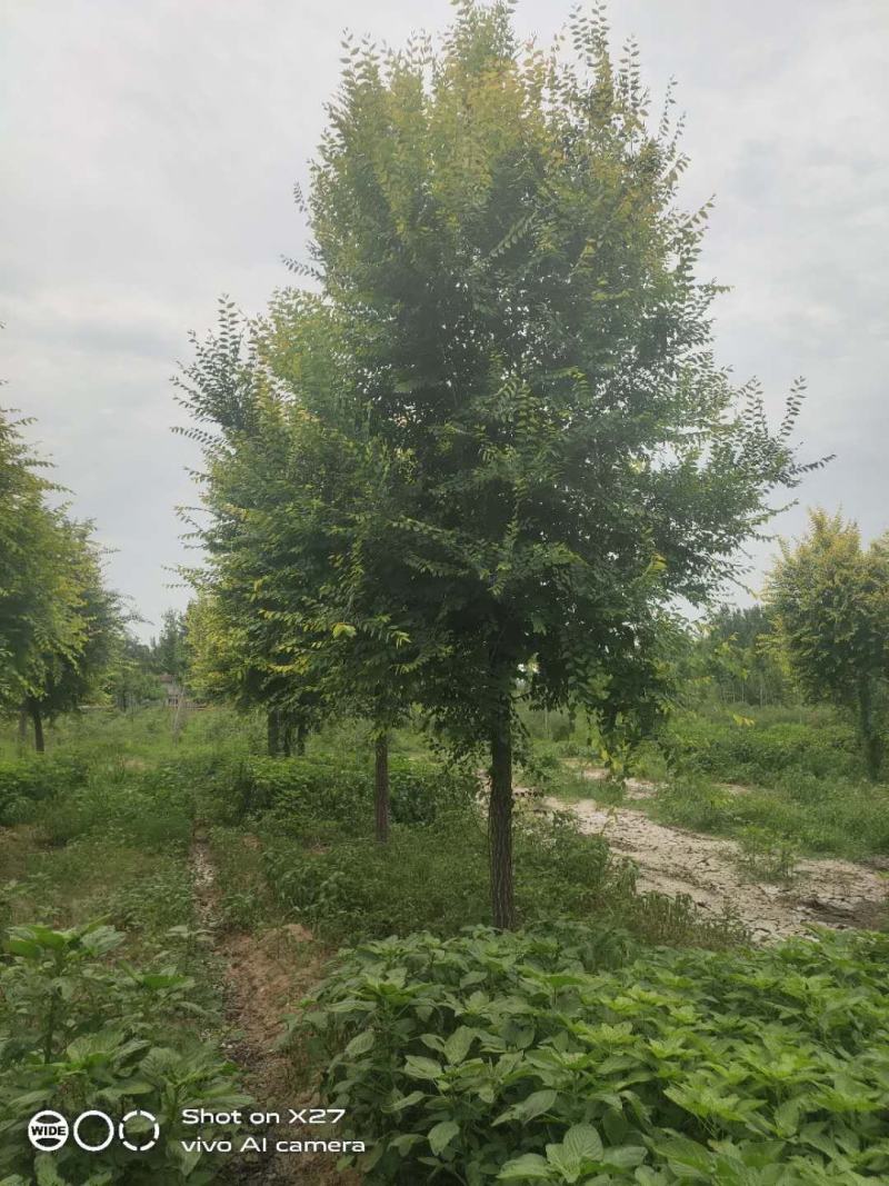 保定百茂园林常年供应各种规格高接矮接金叶榆
