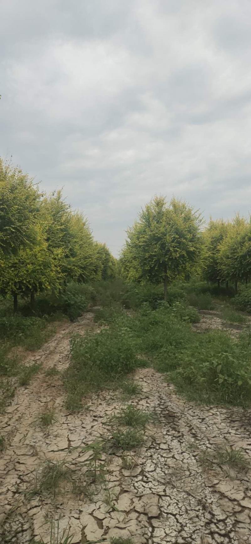保定百茂园林常年供应各种规格高接矮接金叶榆