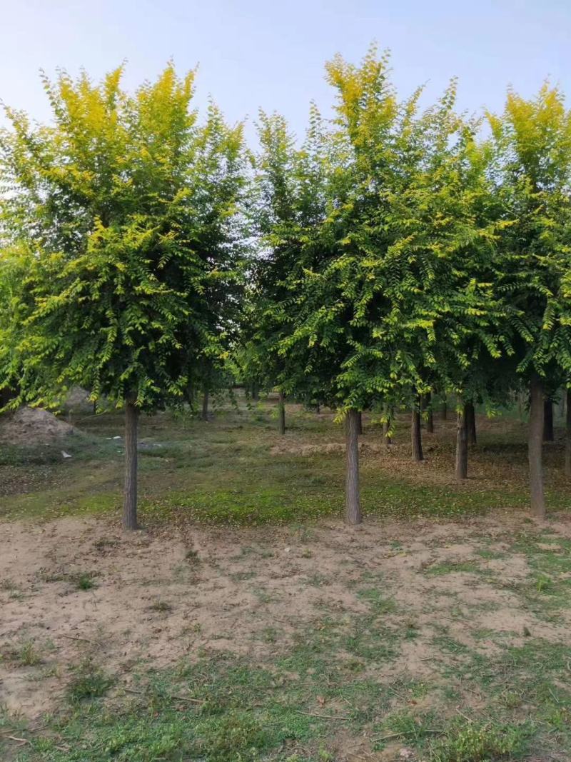 保定百茂园林常年供应各种规格高接矮接金叶榆