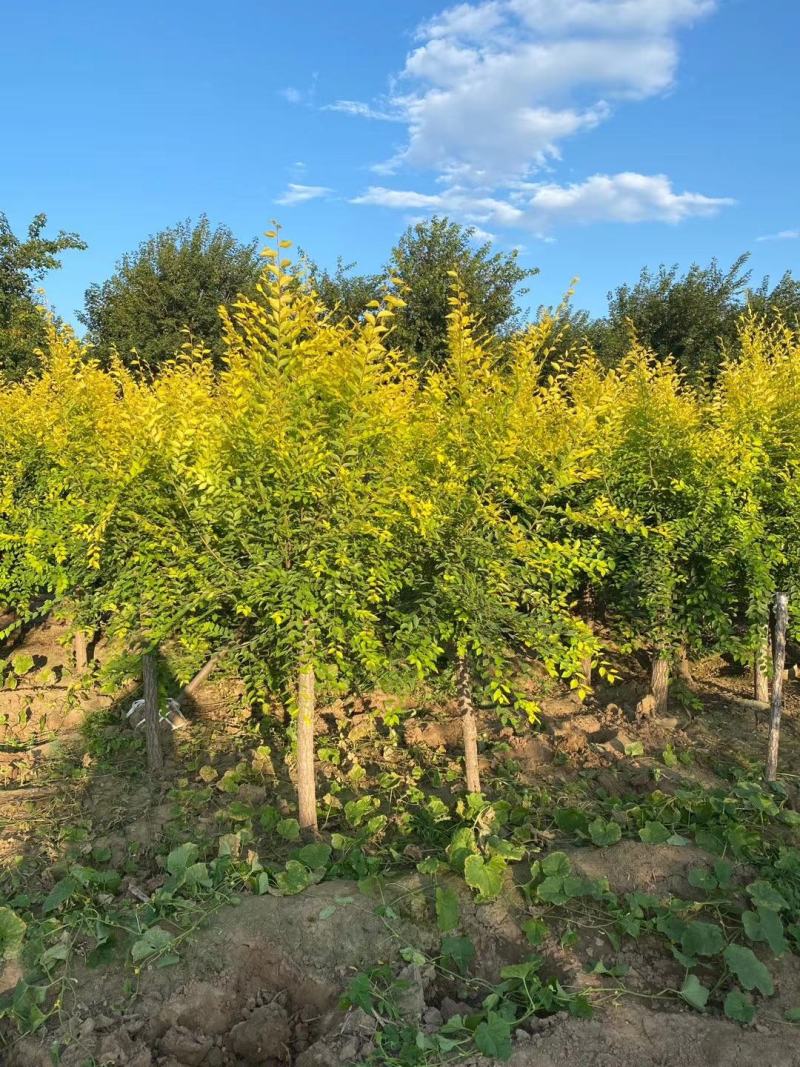 保定百茂园林常年供应各种规格高接矮接金叶榆