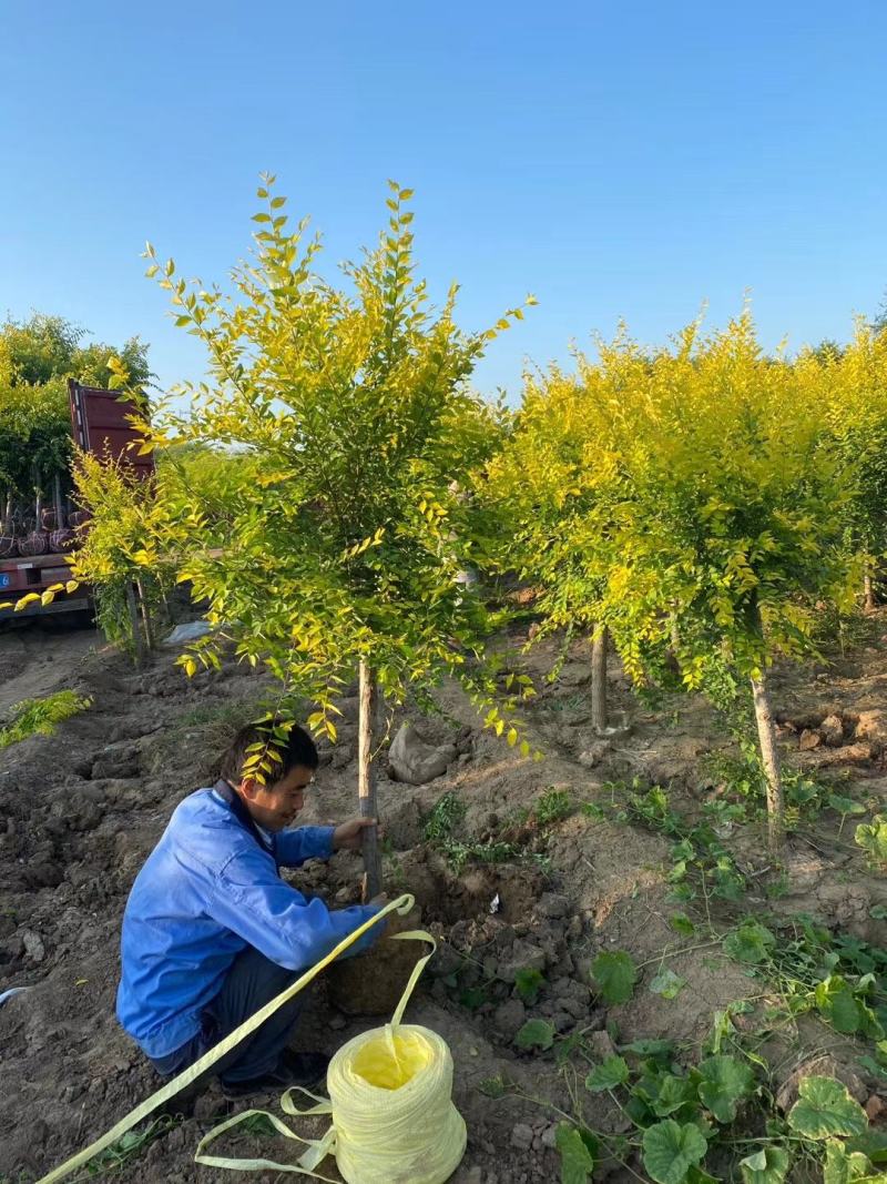 保定百茂园林常年供应各种规格高接矮接金叶榆