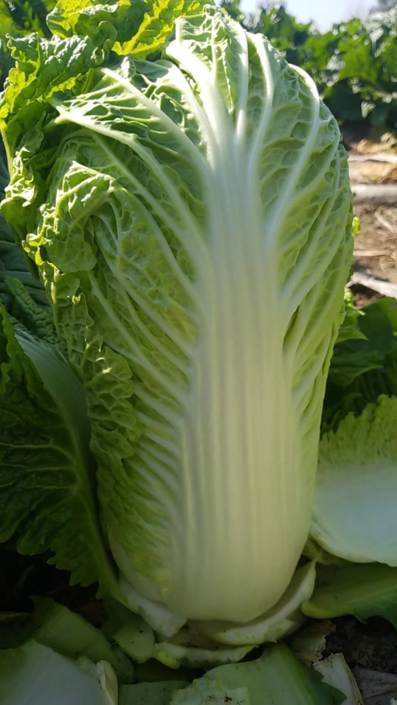 本地大量供应杠菜大量有货需要的老板提前预定价钱合理