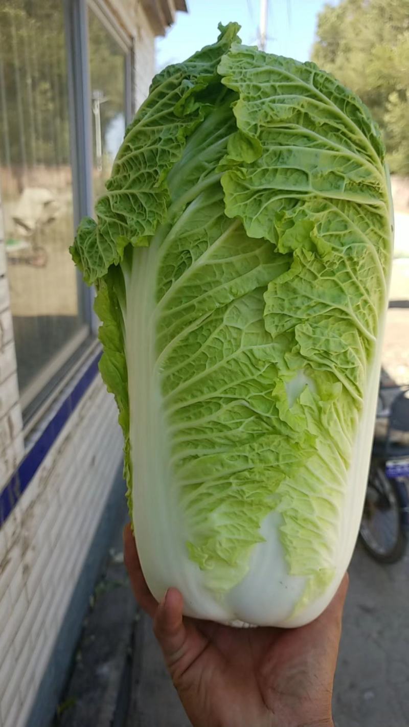 本地大量供应杠菜大量有货需要的老板提前预定价钱合理