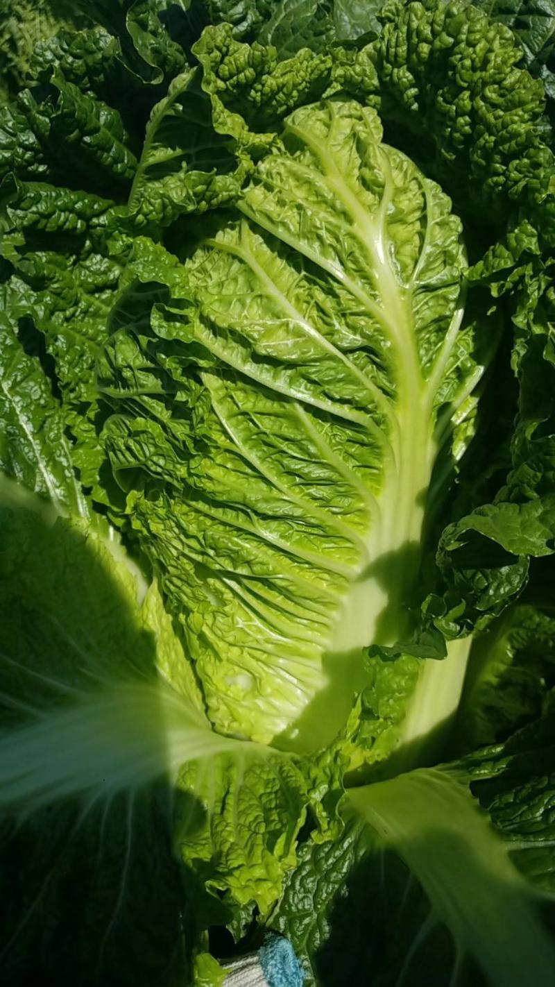 本地大量供应杠菜大量有货需要的老板提前预定价钱合理