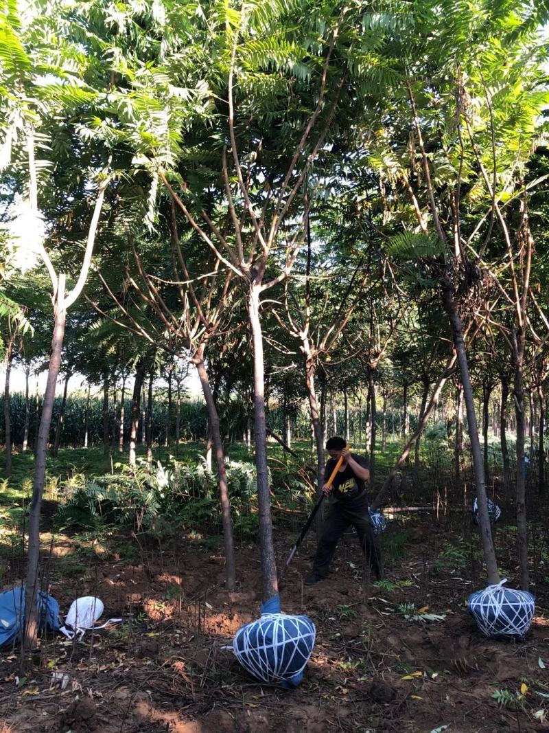 百茂园林常年低价供应火炬树3-6公分裸根