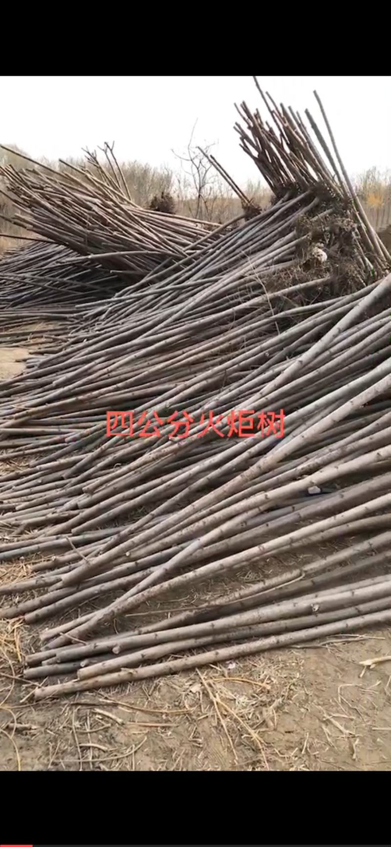 百茂园林常年低价供应火炬树3-6公分裸根
