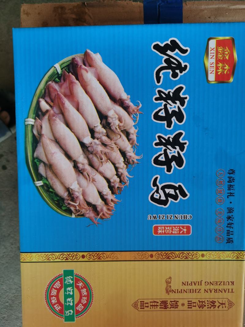 新鲜大海兔笔管鱼全籽籽乌小鱿鱼带籽鱿鱼海鲜餐饮必备