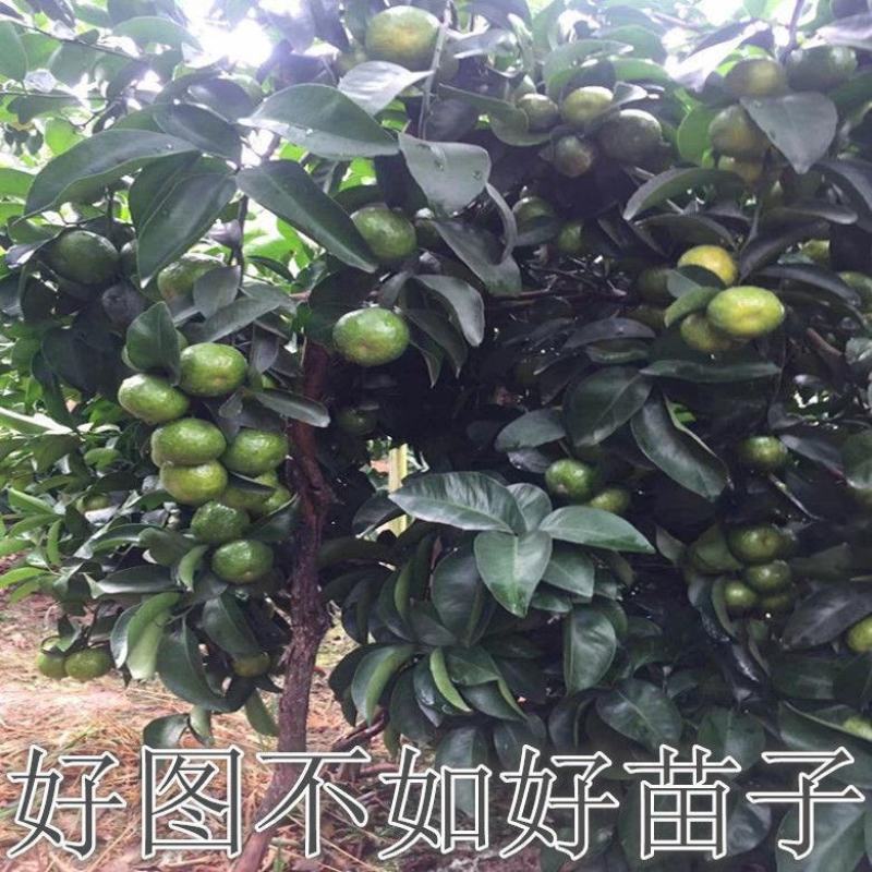 嫁接脆皮金桔，苗砂糖橘子丑苗南北方种植盆栽地栽果树苗当年