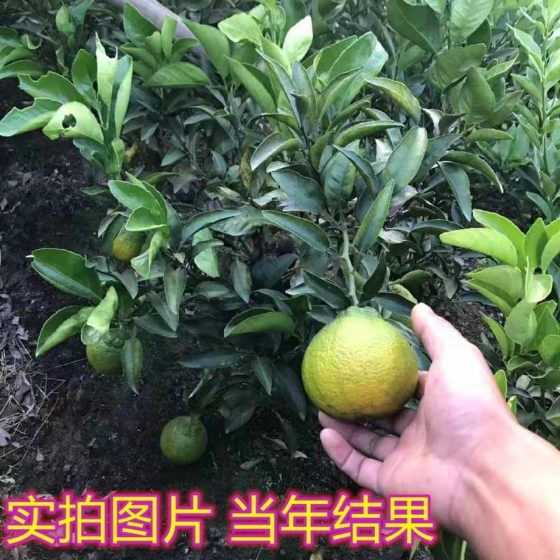 嫁接脆皮金桔，苗砂糖橘子丑苗南北方种植盆栽地栽果树苗当年