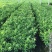 嫁接脆皮金桔，苗砂糖橘子丑苗南北方种植盆栽地栽果树苗当年