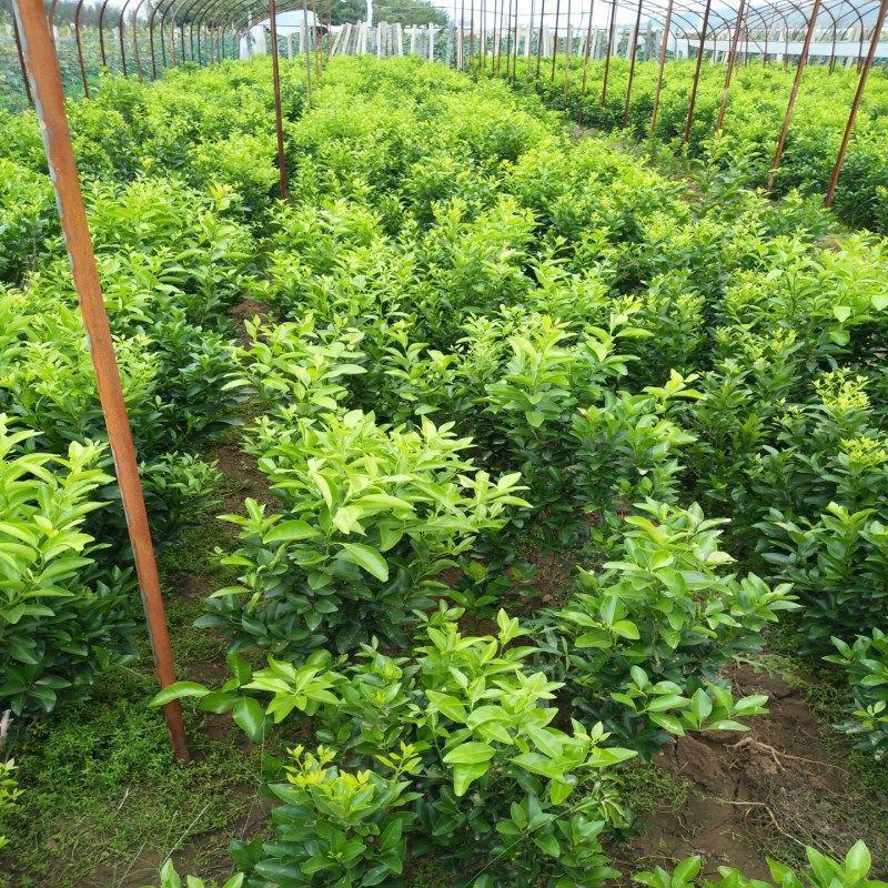 嫁接脆皮金桔，苗砂糖橘子丑苗南北方种植盆栽地栽果树苗当年