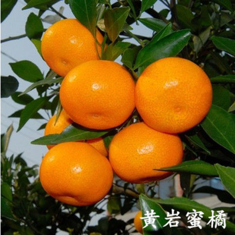 嫁接脆皮金桔，苗砂糖橘子丑苗南北方种植盆栽地栽果树苗当年
