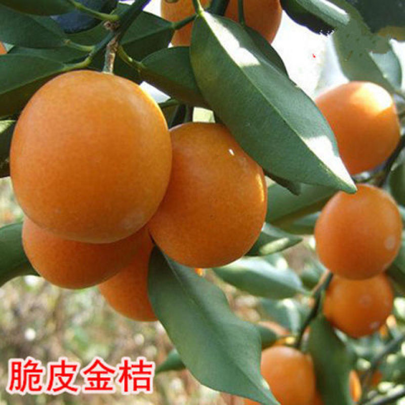 嫁接脆皮金桔，苗砂糖橘子丑苗南北方种植盆栽地栽果树苗当年